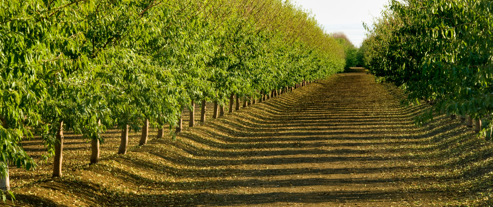 California almond trees